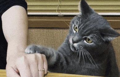 被流浪猫咬了24小时有什么事,被感染新冠的猫咬了一口