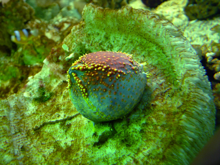 成都海底世界极地海洋馆照片,成都最出片的海洋馆