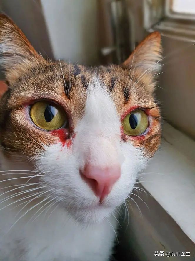 猫咪过敏是属于炎症反应吗,猫咪过敏怎么排除过敏源