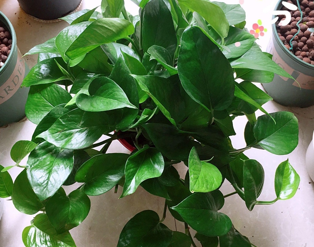 绿萝不长藤怎么办,绿萝不长叶的枝怎么处理