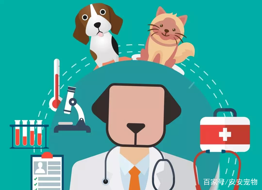 安安宠医澄湖路诊所,安安宠医桂园路分院