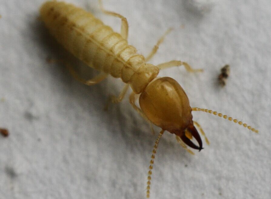 白蚁的种类及图片大全,白蚁种类及危害