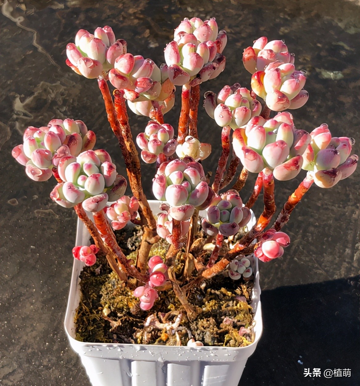 汤姆漫画好养么,汤姆漫画是冬种型吗