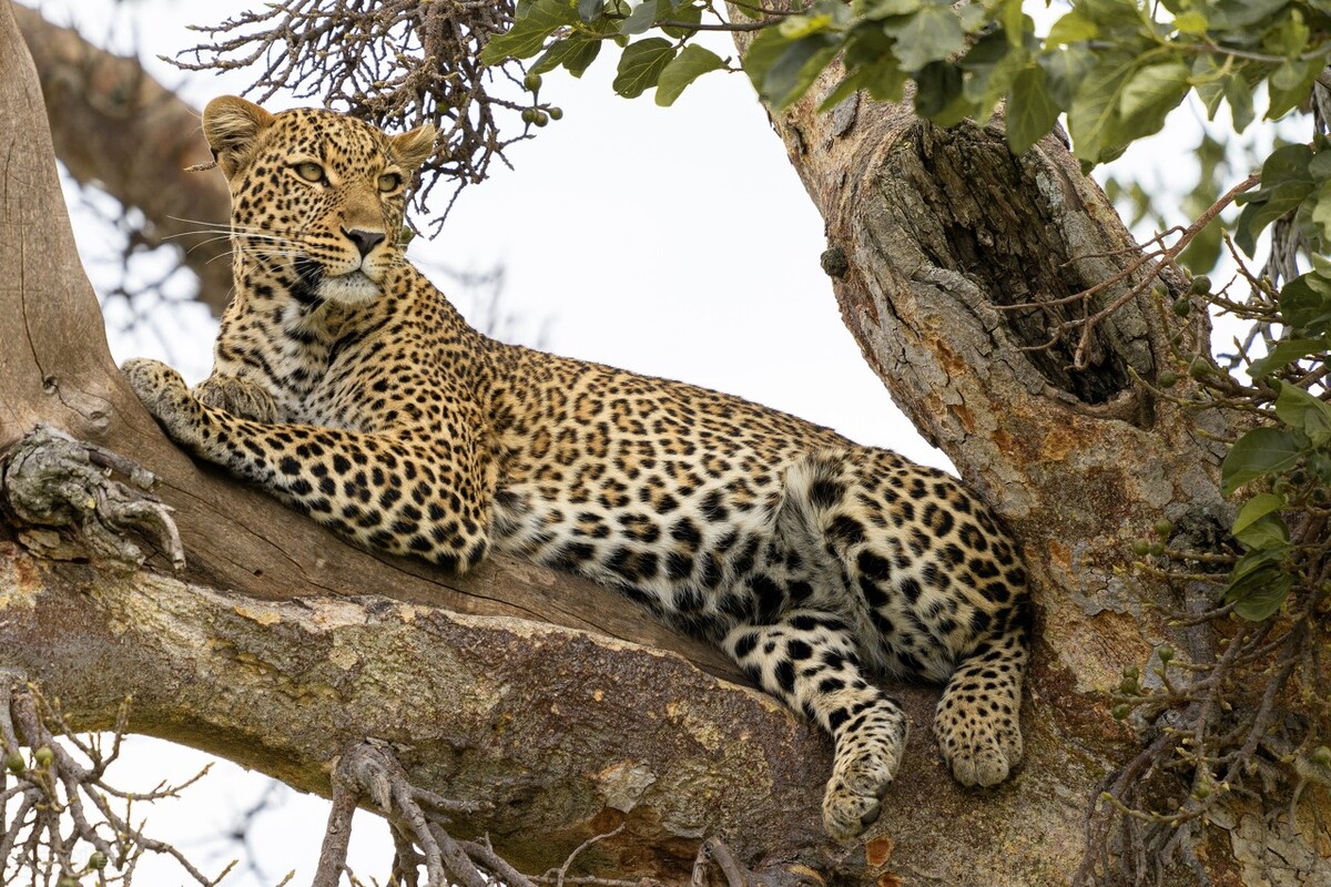 平头哥是世界上最凶猛的动物吗,史上最无所畏惧的动物平头哥