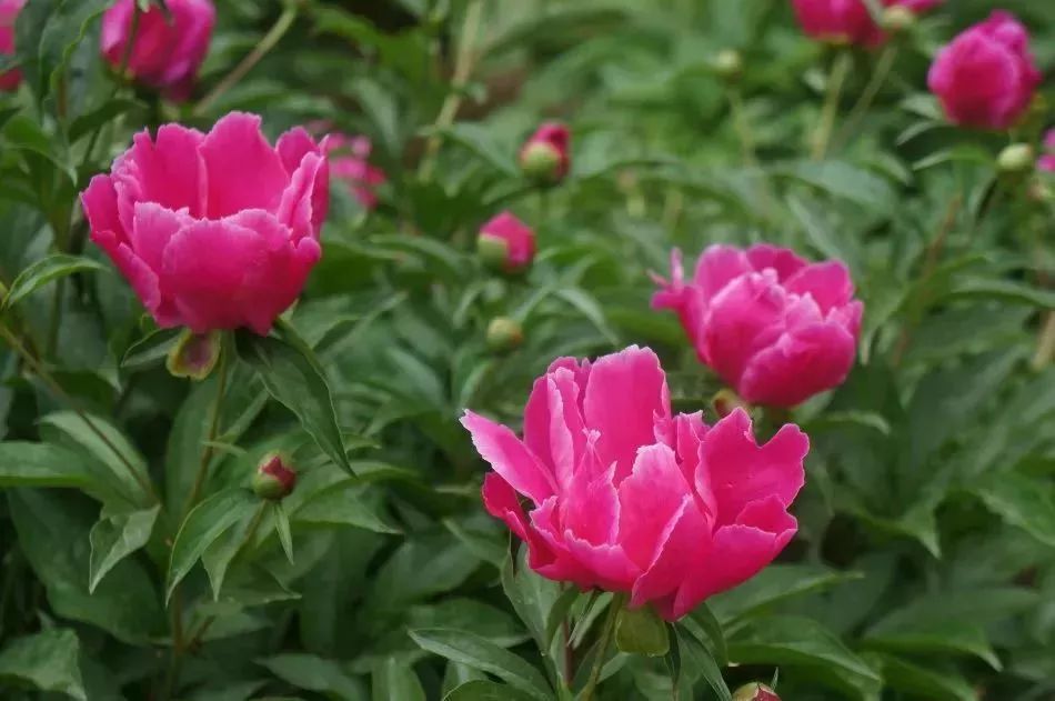 看到花的时候，不知是什么花？那就收下这份百花图谱