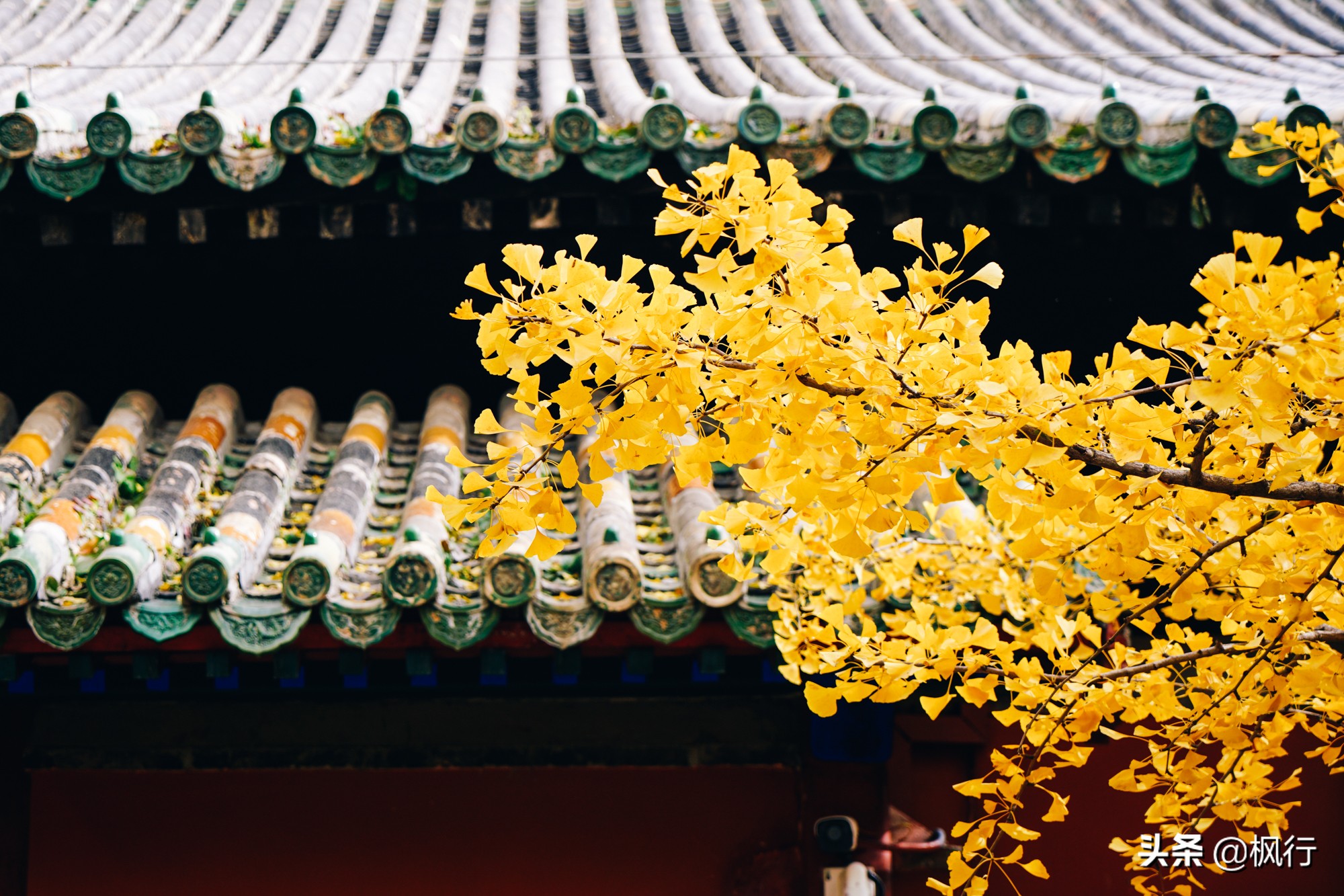 北京18个看银杏的好地方在哪,北京八大处看银杏攻略