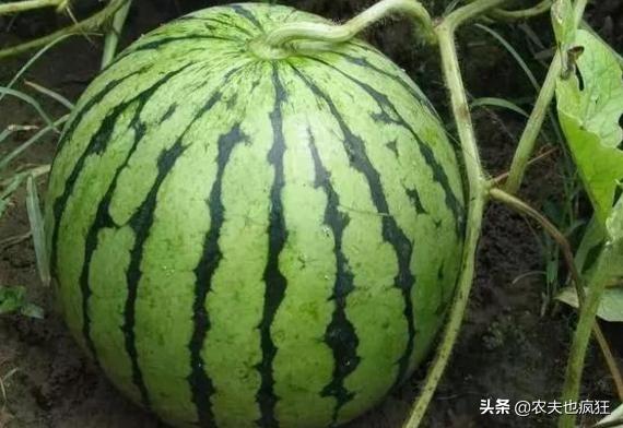 西瓜看纹路是什么原理,西瓜熟的纹路是什么样