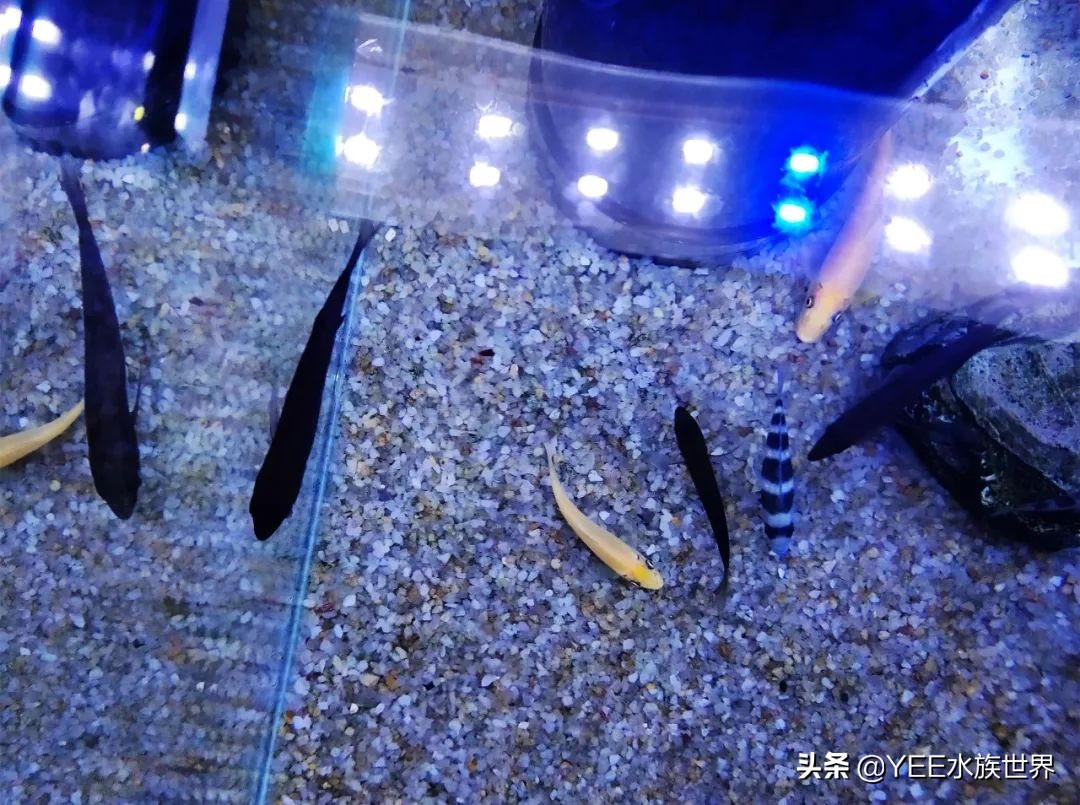 怎么样防止大慈鲷咬小的慈鲷,慈鲷养养就黑了