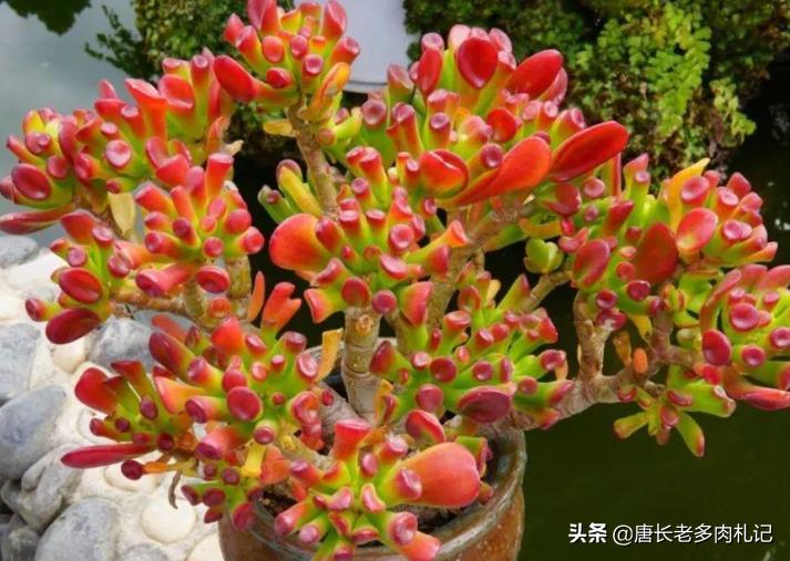 筒叶花月怎么繁育最好,铲叶花月多肉和吸财树多肉区别