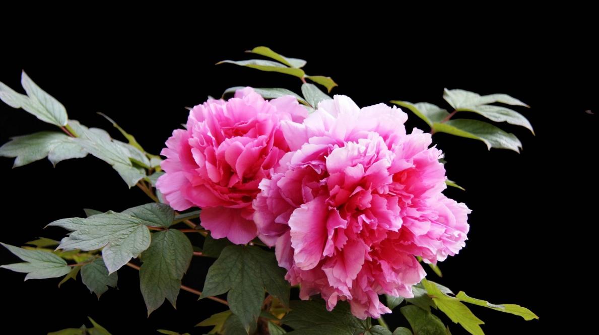 刘禹锡牡丹诗译文及注释,刘禹锡牡丹诗里的京城