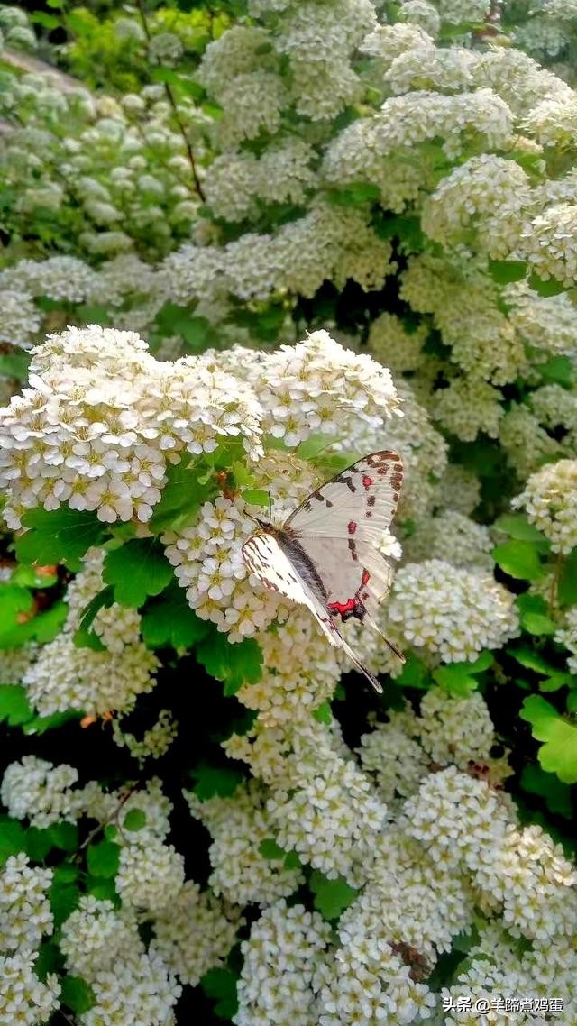 游玩北京香山公园之行,7月的北京香山公园图片