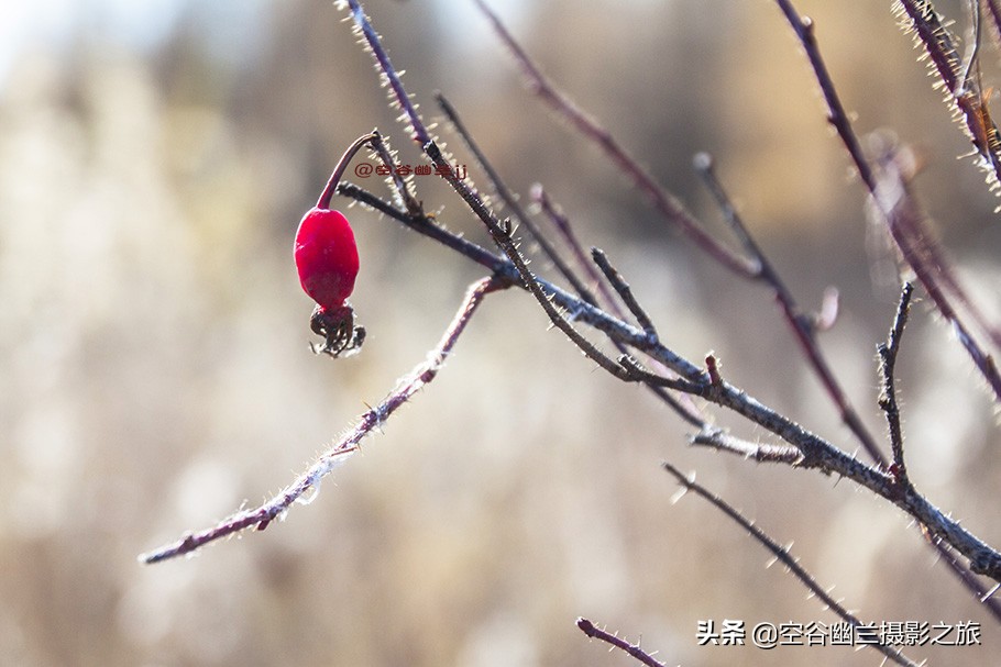 在莫尔道嘎,我遇见了最美的秋雪