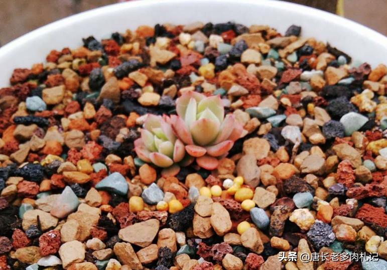 多肉越养越小还掉叶子怎么办,多肉越养越小是怎么回事