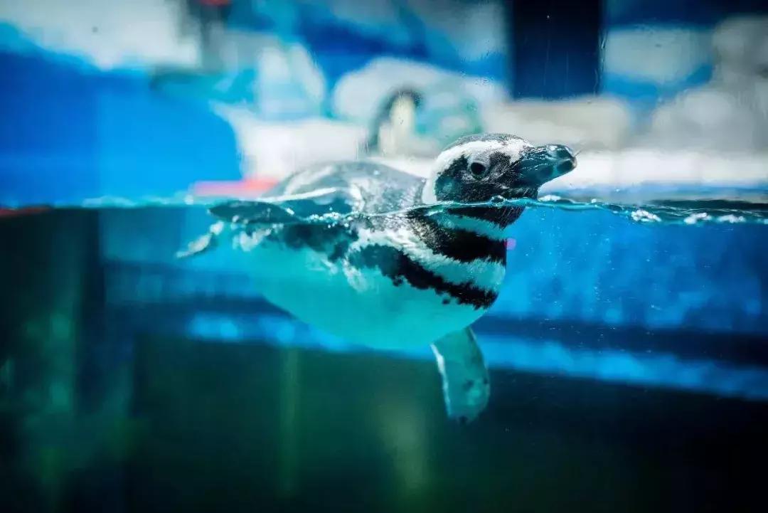 昆明石林景区值得去吗,昆明石林精华景点