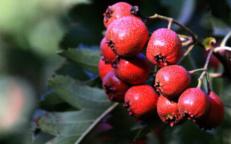 山楂盆景怎么养才能开花,山楂盆景如何造型