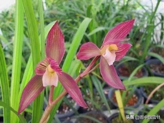 兰花养几年不开花是怎么回事,养护两年的兰花不开花是什么原因