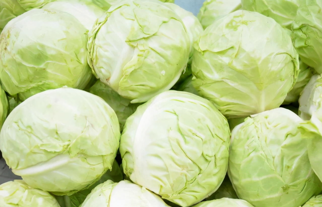 买包菜哪种最好,包菜买松点还是紧实点