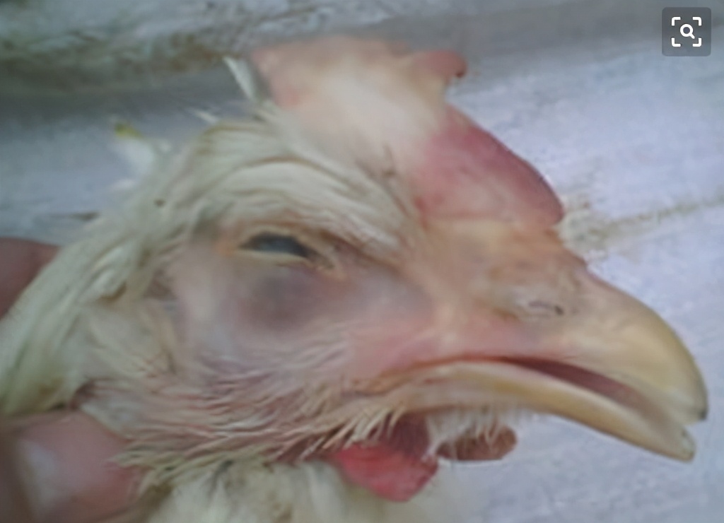 鸡冠发紫是什么病怎么办,鸡冠发紫用什么药医治