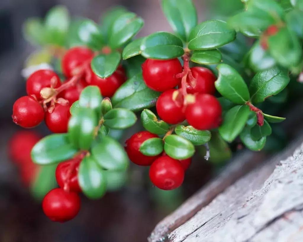 美白产品十大陷阱,各种美白成分的美白原理