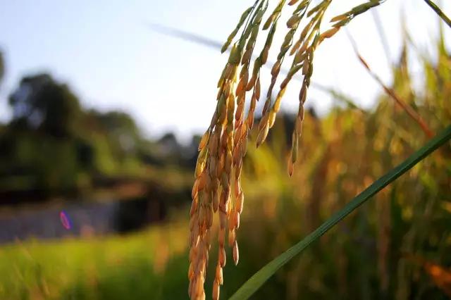 这个皇帝在位27天却犯下千条罪,这位皇帝