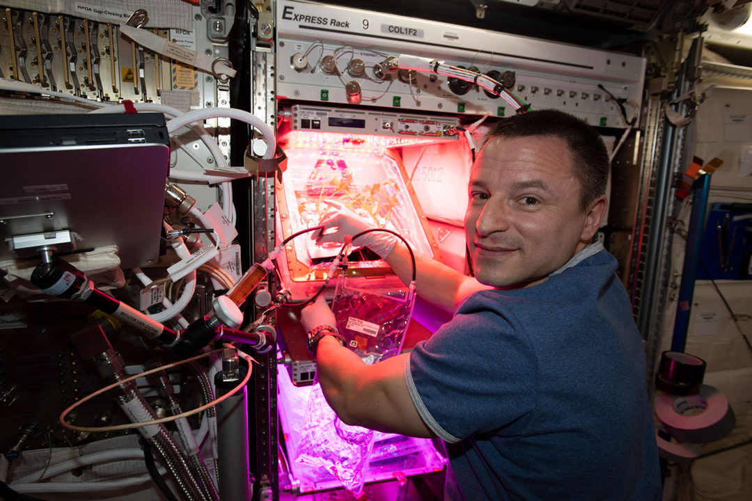 科普在太空种菜的诸多学问,太空上为什么能种菜呢