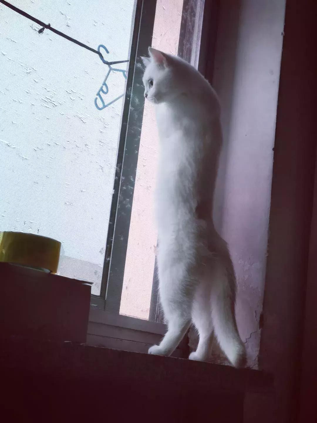 夏末秋初，刘三姐的英短咪咪，邂逅梁实秋的白猫王子