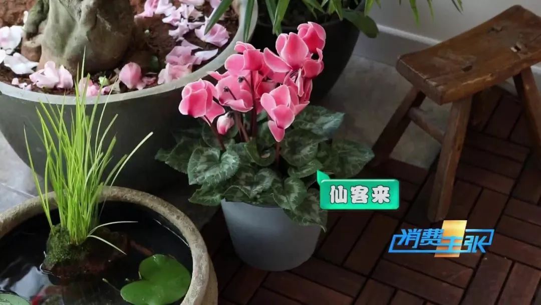 如何把一盆植物装饰得好看,中式庭院花卉盆栽怎么布置好看