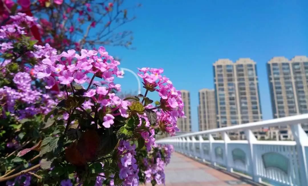 泡了杯花茶精神病发作了，小心这几类毒花