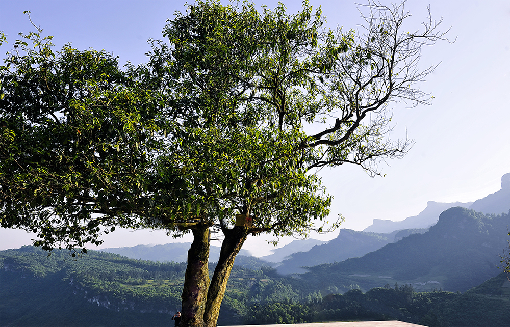 南川文旅在澳大利亚悉尼唱响“金佛山+春夏秋冬”四季歌