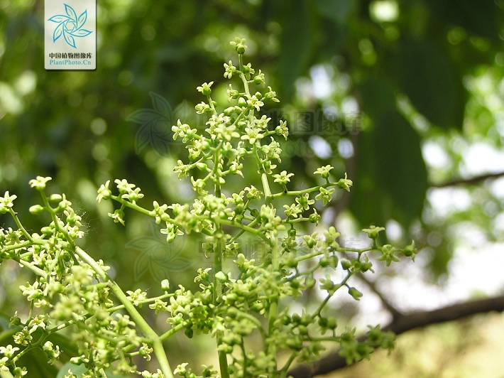 神农本草经中的药材图片,神农本草经高清彩图