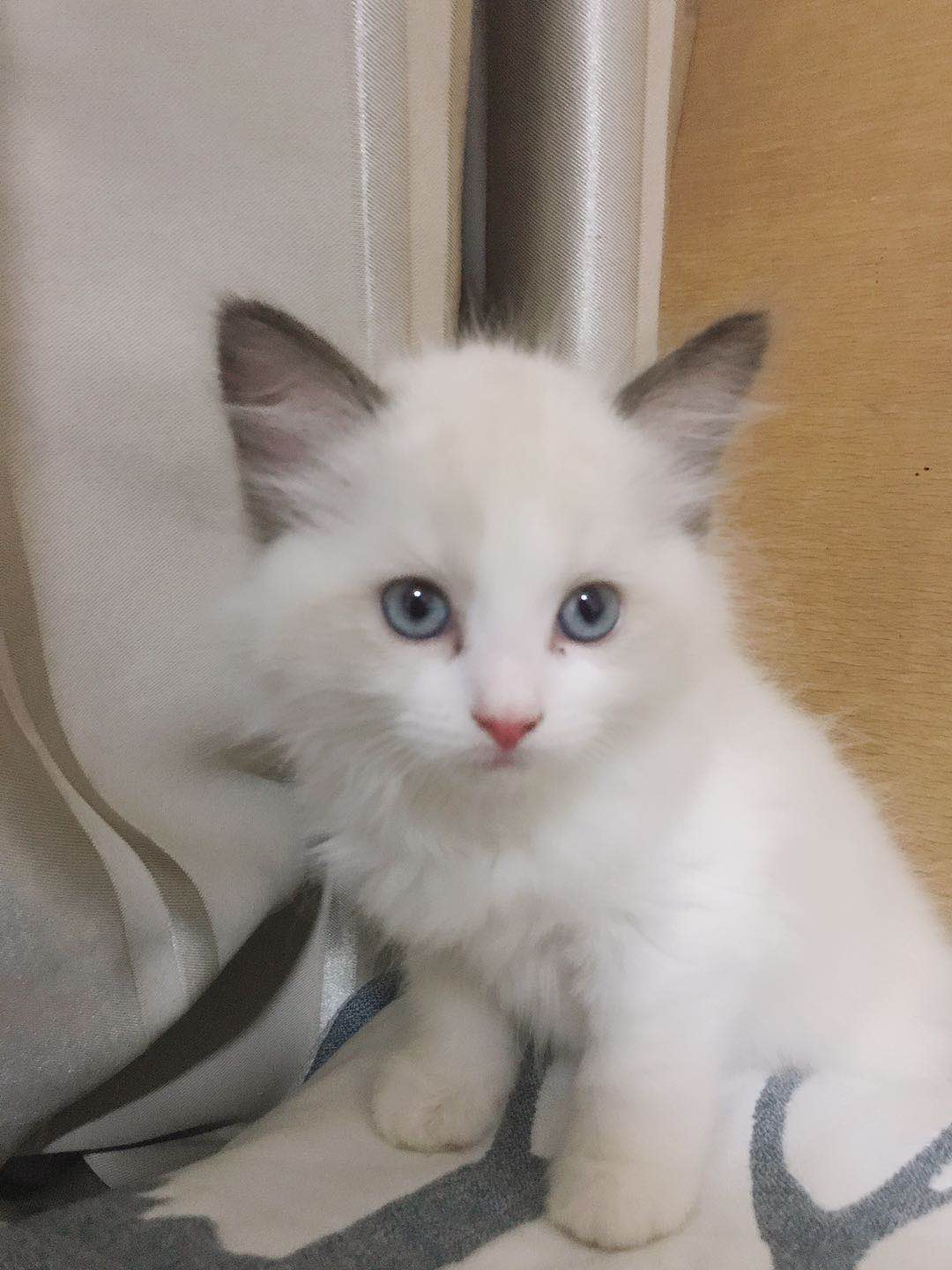 后院猫是什么,后院布偶猫什么意思