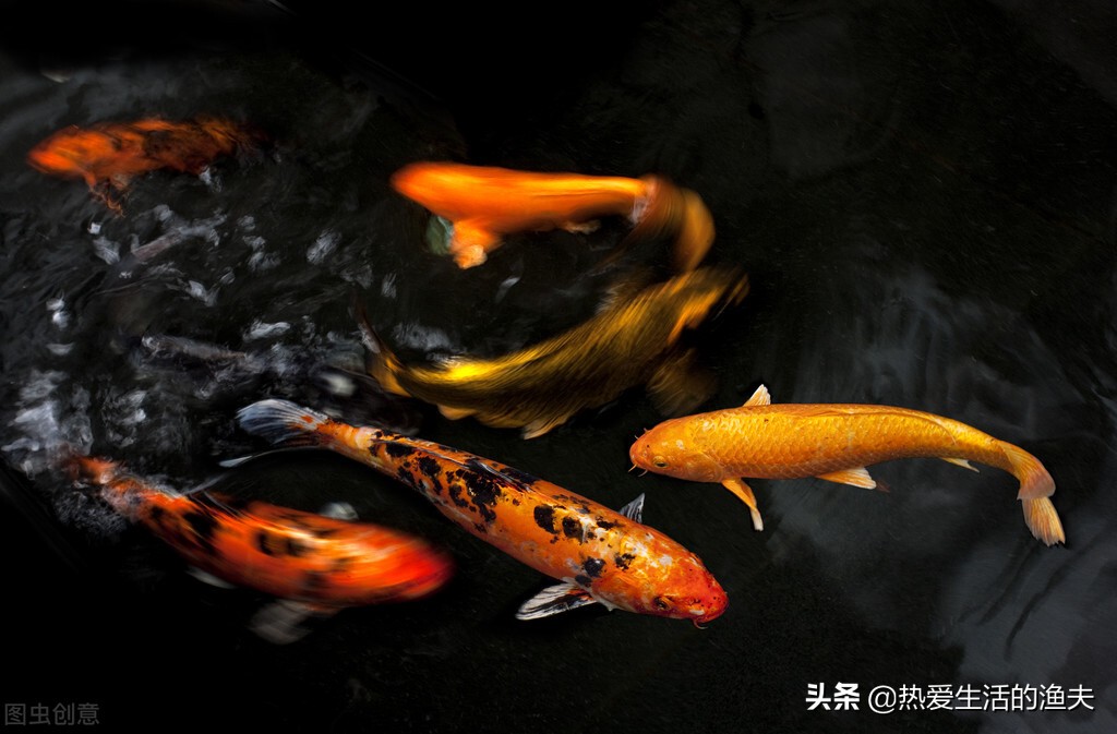 锦鲤怎么喂不死,锦鲤怎么喂都不胖怎么回事