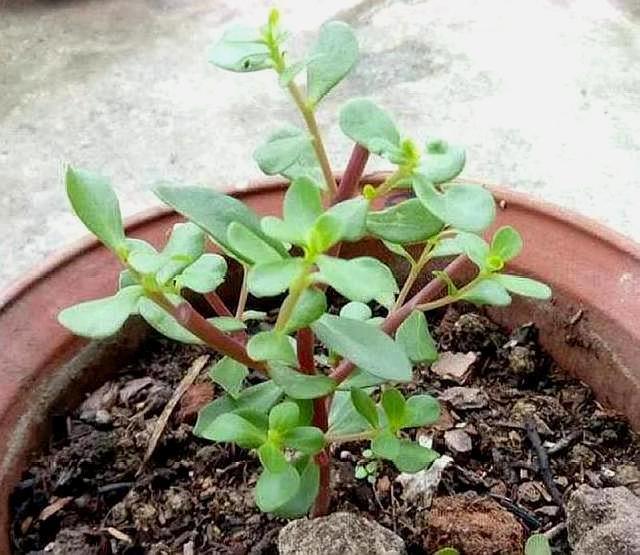 马齿苋如何用来洗白发,马齿苋能黑发吗