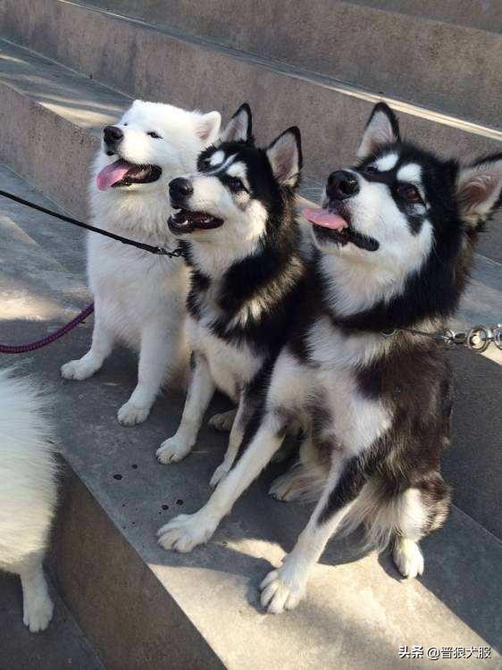 家养宠物犬有哪些,家养又具备护卫的犬