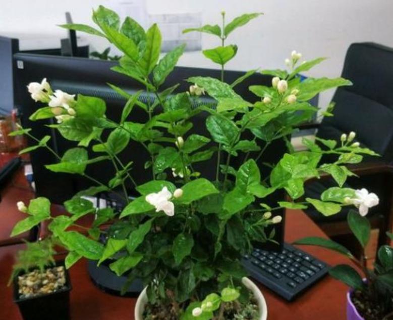 如何养好茉莉花的香味,如何养好茉莉花不烂根