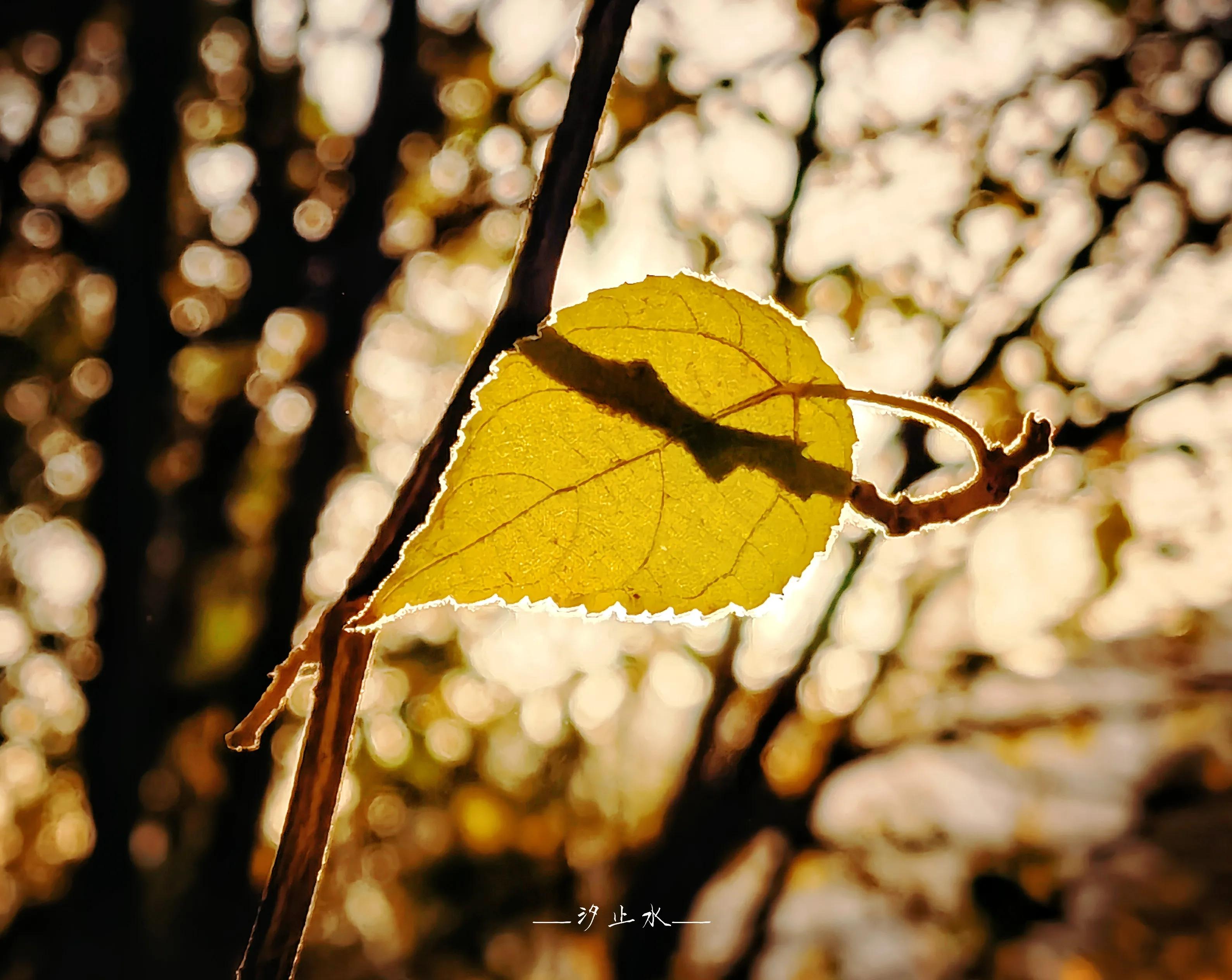 一叶与菩提,一叶皆菩提