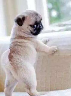 正宗巴哥犬的特征,巴哥犬的五大优点和缺点