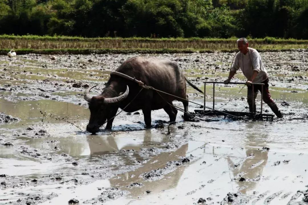 农民工的工资条,农民工晒工资