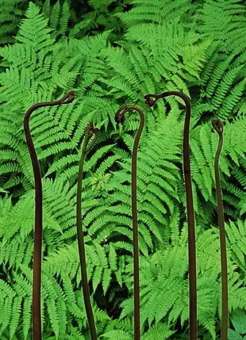 大山上有一种野草叫龙须菜,大山上长了一种红色的野菜