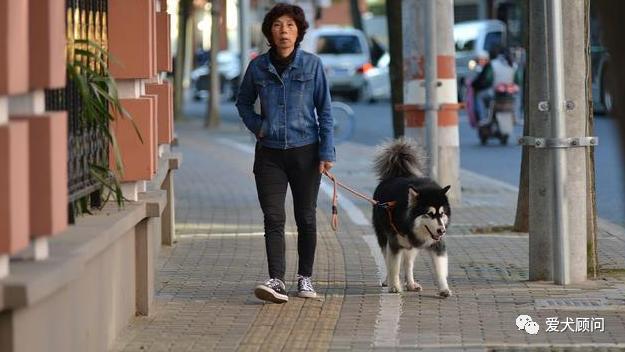 狗狗乱捡地上的东西吃,带狗狗遛弯乱捡东西吃