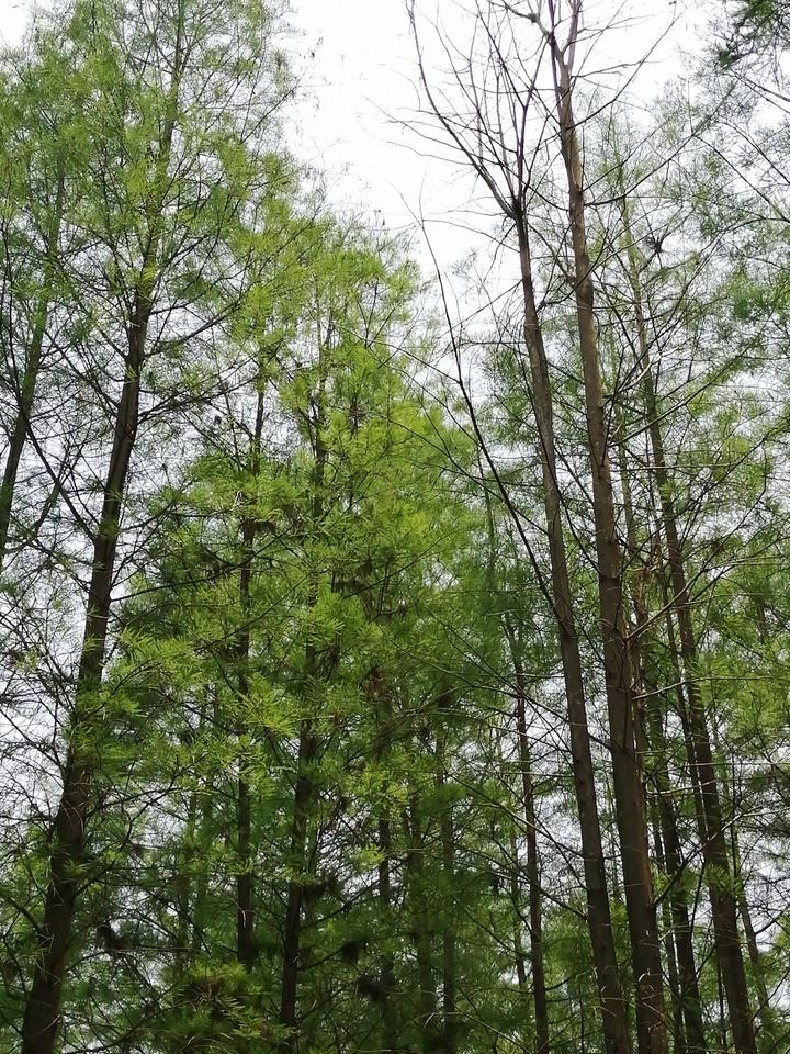 南宁有个“天然氧吧”，藏在狮山公园里，拥有一片绝美的水杉林