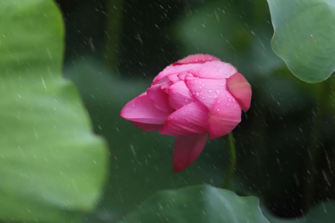 沙家浜旅游民宿有哪些,三月最适合去的最美民宿