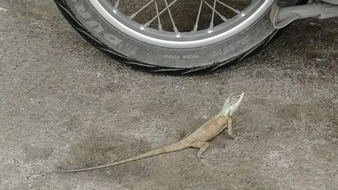 清迈的现状,清迈重逢