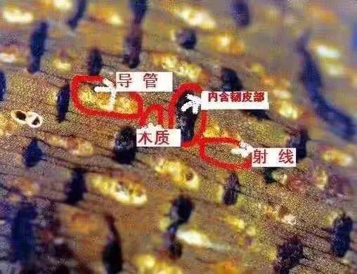 怎么区分野料沉香,最简单分辨沉香的方法