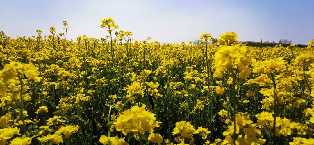 济南适合带孩子去的地方春天,周末遛娃的好去处好玩又免费济南