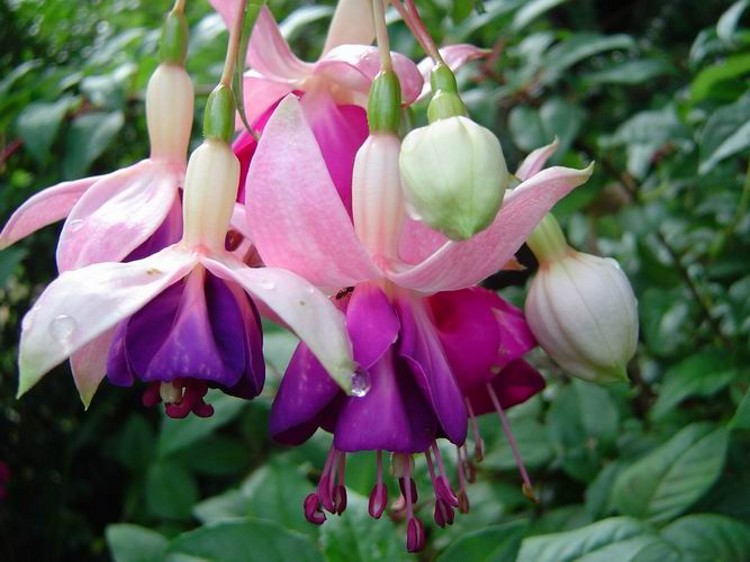 倒挂金钩灯笼花怎么养,倒挂金珠怎么养