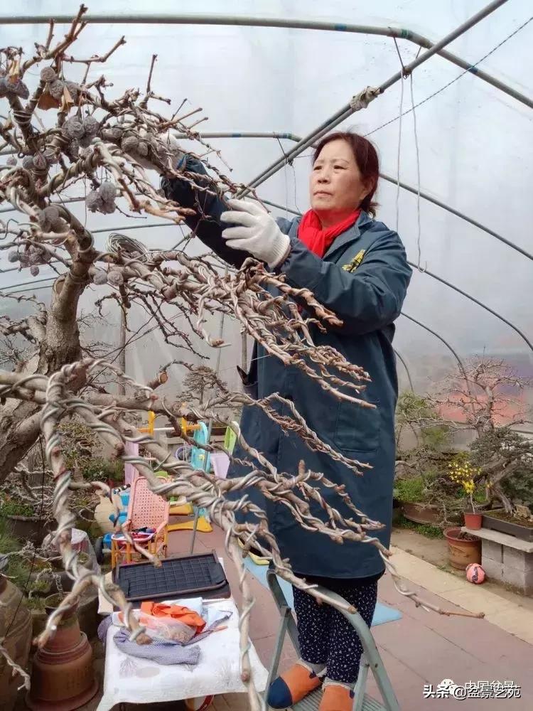 山东盆景艺术大师王桂华,金艳盆景精品欣赏