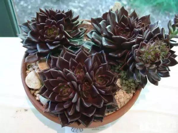 容易爆盆又好养的多肉你值得拥有,容易养好养活而且便宜的多肉