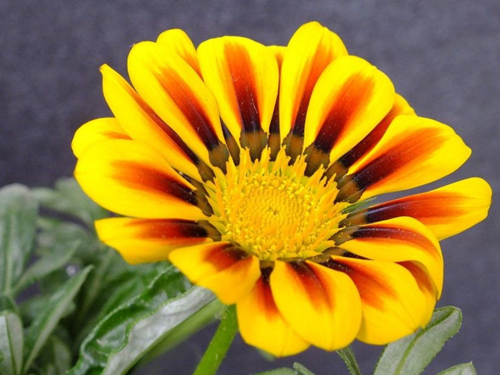 勋章菊花朵不开,勋章菊什么时候开花