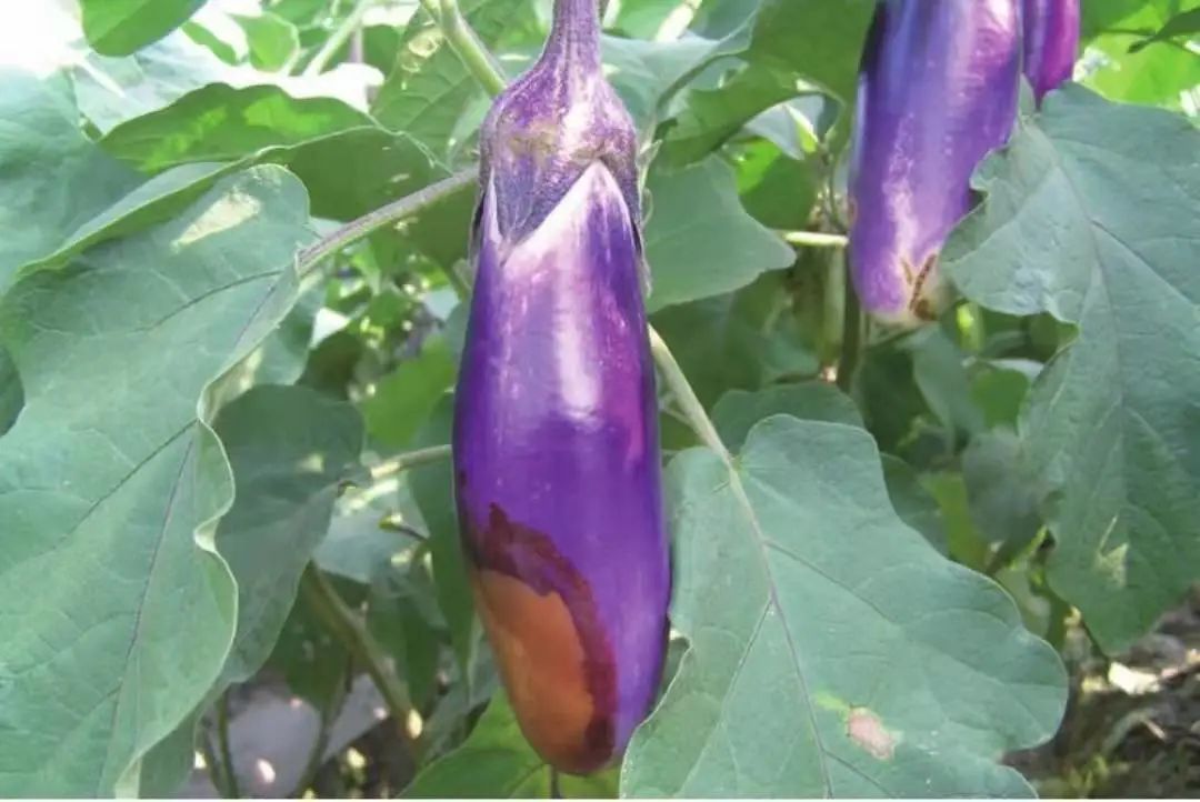 茄子病虫害早期症状,盆栽茄子落花落果什么原因